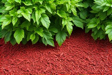 Red mulch installation in garden bed