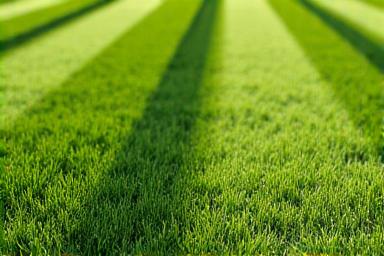 Freshly cut St Augustine grass with stripes